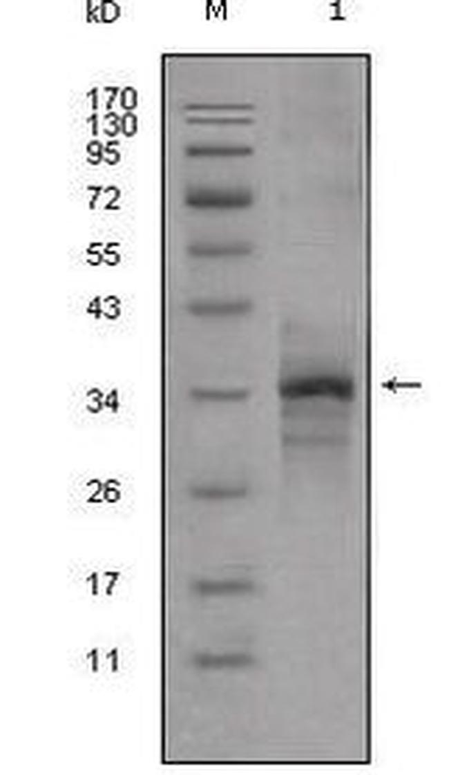 Myostatin Antibody in Western Blot (WB)