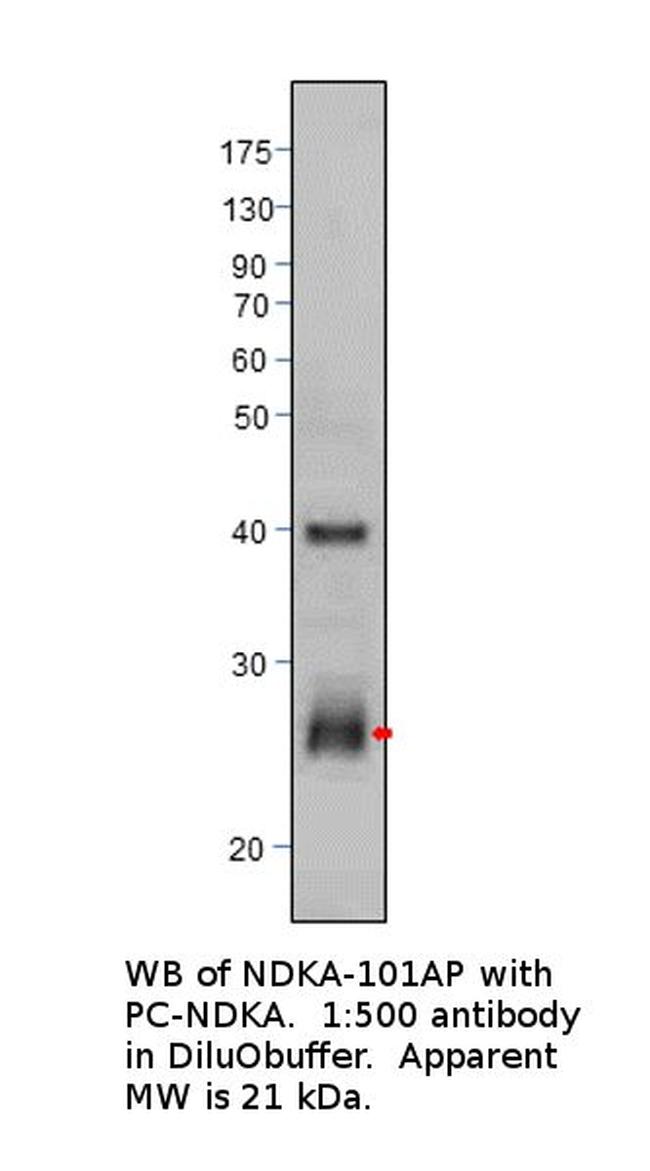 NM23A Antibody in Western Blot (WB)