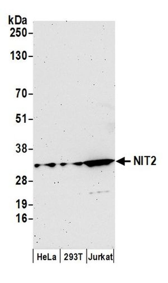 NIT2 Antibody in Western Blot (WB)