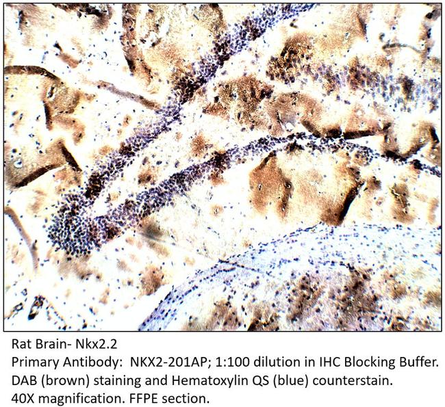 Nkx2.2 Antibody in Immunohistochemistry (IHC)