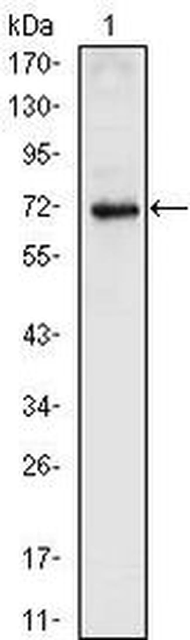 Nkx2.5 Antibody in Western Blot (WB)