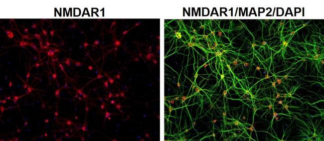 NMDAR1 Antibody in Immunocytochemistry (ICC/IF)