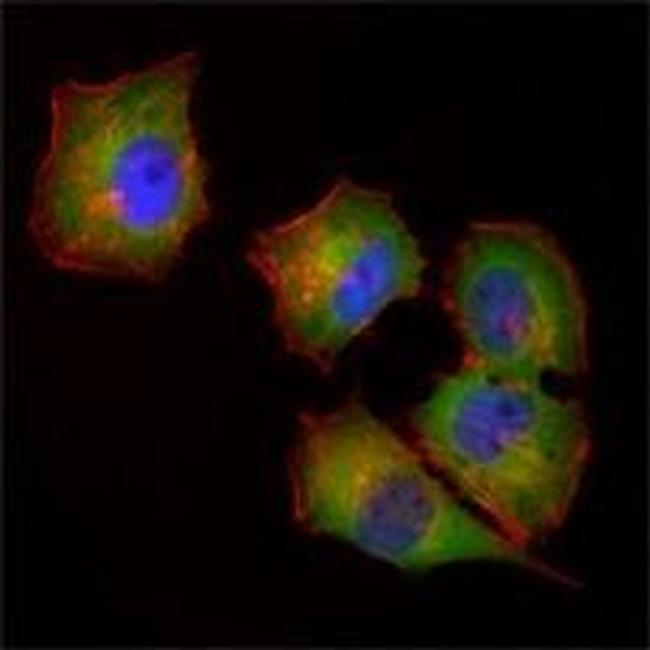 NME1 Antibody in Immunocytochemistry (ICC/IF)