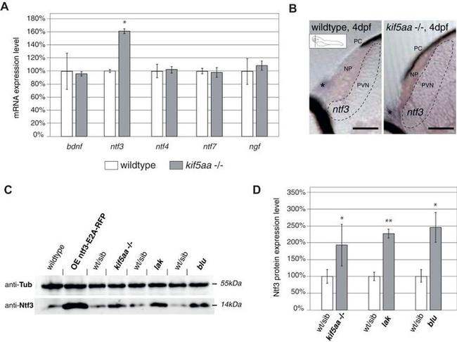 NTF3 Antibody in Western Blot (WB)