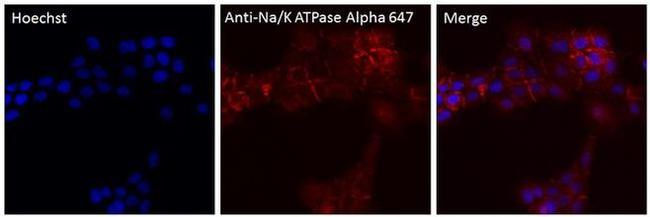 ATP1A1 Antibody in Immunocytochemistry (ICC/IF)