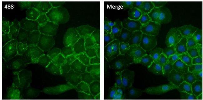 NPM1 Antibody in Immunocytochemistry (ICC/IF)