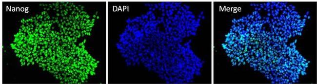 Nanog Antibody in Immunocytochemistry (ICC/IF)