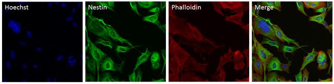 Nestin Antibody in Immunocytochemistry (ICC/IF)