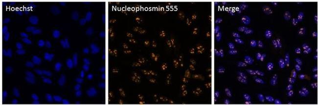 NPM1 Antibody in Immunocytochemistry (ICC/IF)