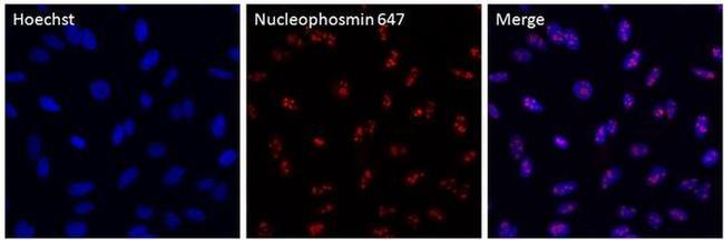 NPM1 Antibody in Immunocytochemistry (ICC/IF)