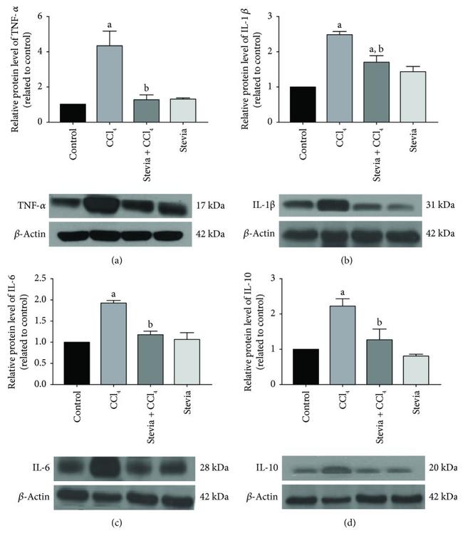 TNF alpha Antibody in Western Blot (WB)