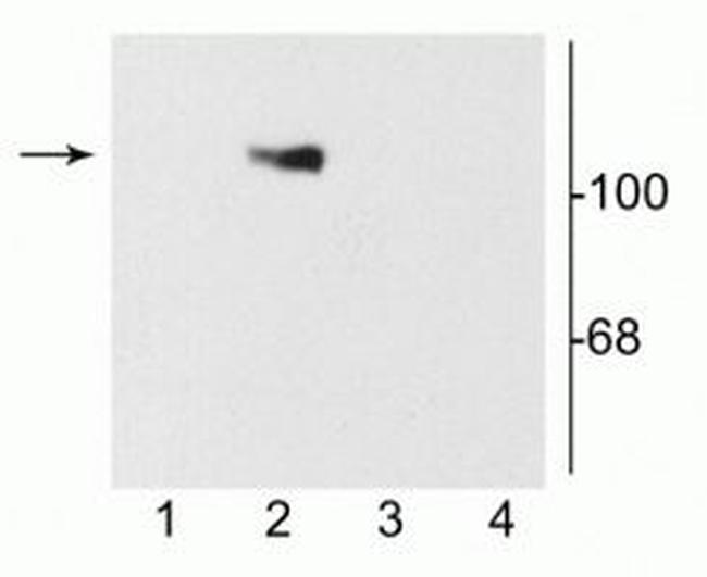 NMDAR1 Antibody in Western Blot (WB)