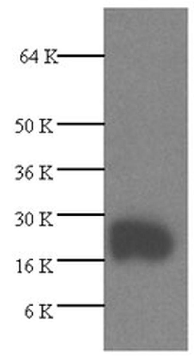 VEGF Antibody in Western Blot (WB)