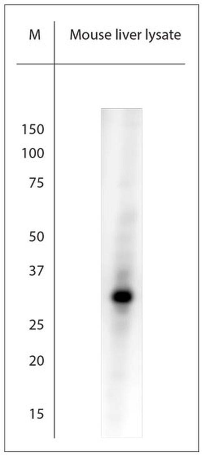 AQP9 Antibody in Western Blot (WB)