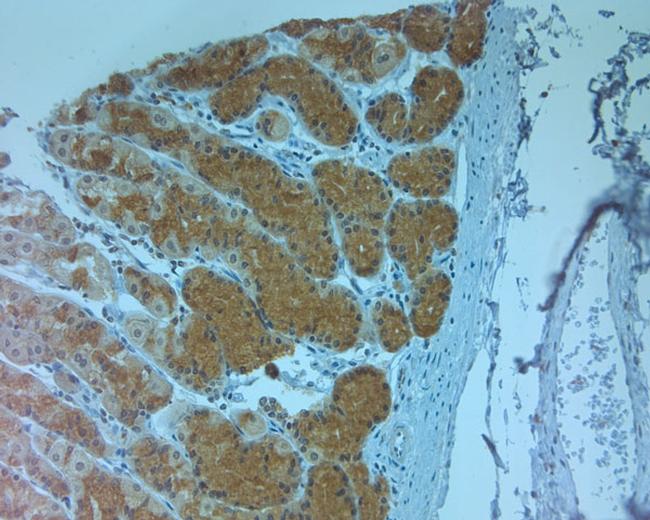 AQP11 Antibody in Immunohistochemistry (Paraffin) (IHC (P))