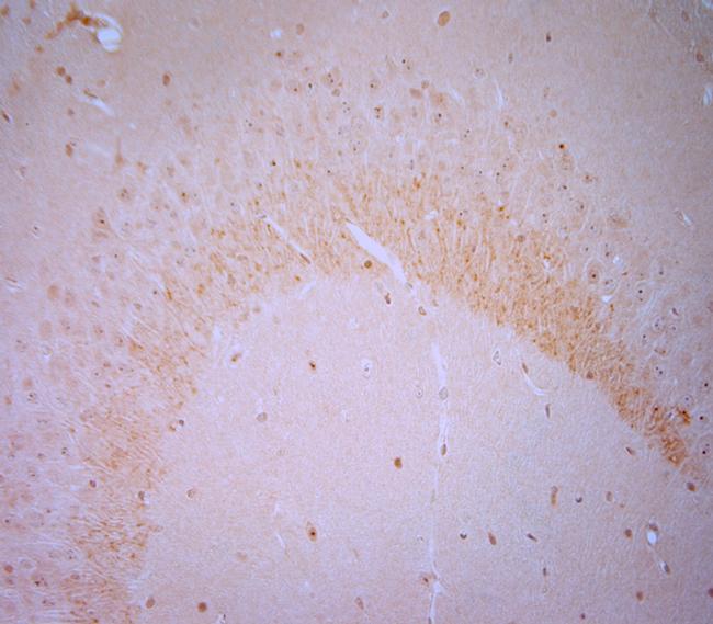 BDNF Antibody in Immunohistochemistry (Paraffin) (IHC (P))