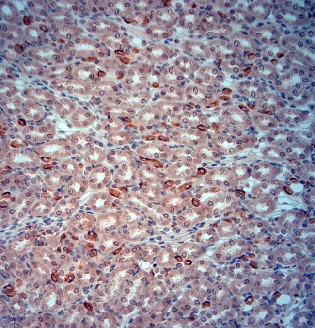 SLC4A1 Antibody in Immunohistochemistry (Paraffin) (IHC (P))