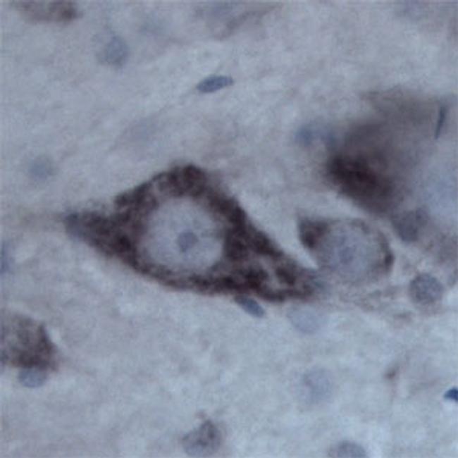 Contactin 1 Antibody in Immunohistochemistry - Free Floating (IHC (Free))