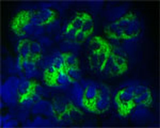 LL-37 Antibody in Immunocytochemistry (ICC/IF)