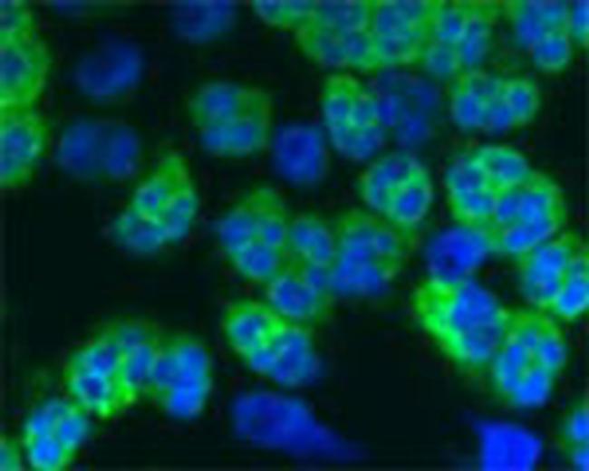 LL-37 Antibody in Immunocytochemistry (ICC/IF)