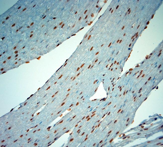 c Fos Antibody in Immunohistochemistry (Paraffin) (IHC (P))