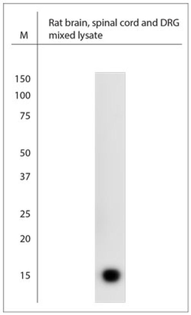 Complexin-2 Antibody in Western Blot (WB)