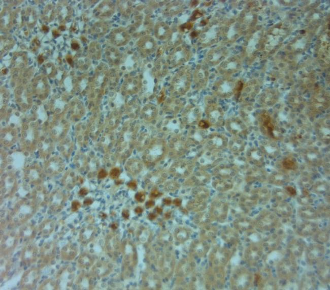 Connexin 40 Antibody in Immunohistochemistry (Paraffin) (IHC (P))