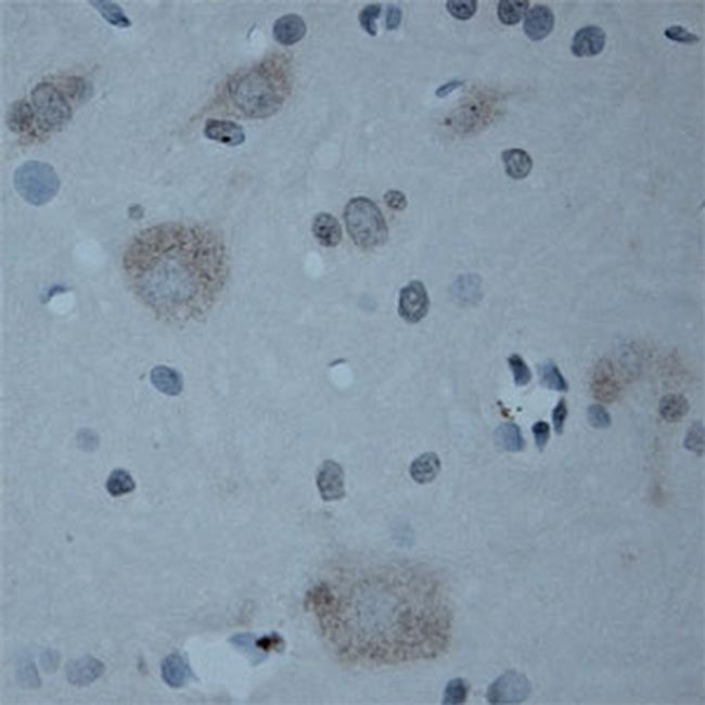 CNTNAP2 Antibody in Immunohistochemistry (Paraffin) (IHC (P))