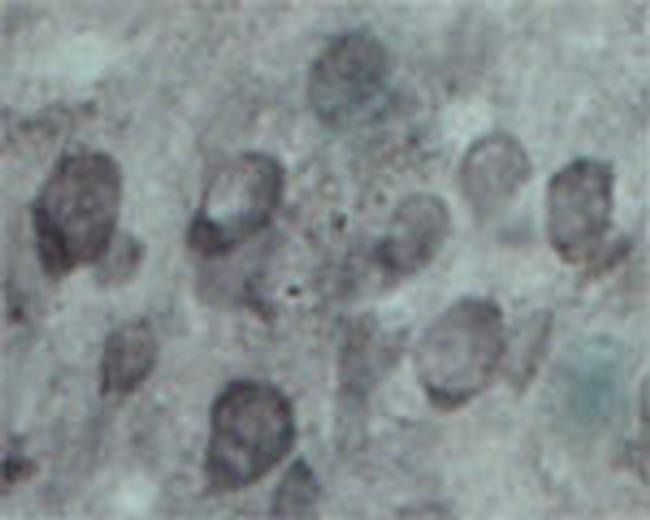 EXOC5 Antibody in Immunohistochemistry (IHC)