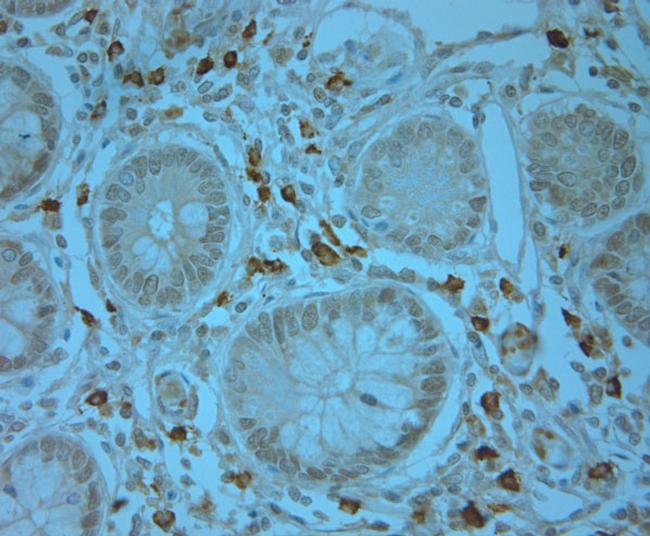 Phospho-ERK1/2 (Thr202, Tyr204) Antibody in Immunohistochemistry (Paraffin) (IHC (P))