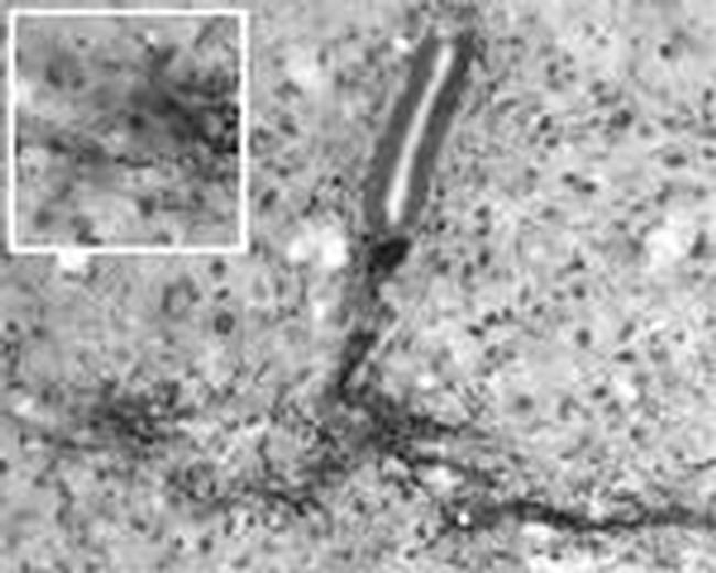 Phospho-GAP43 (Ser41) Antibody in Immunohistochemistry (IHC)