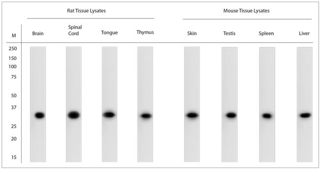 GAPDH Antibody in Western Blot (WB)