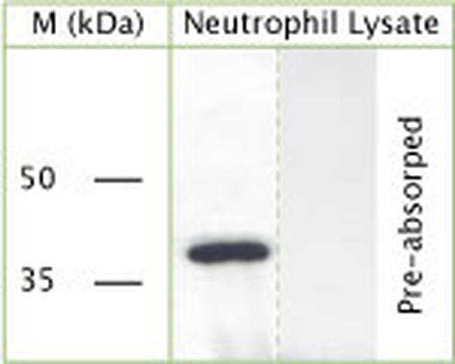 GAPDH Antibody in Western Blot (WB)