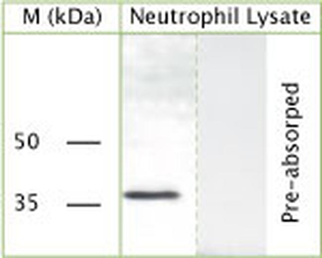 GAPDH Antibody in Western Blot (WB)