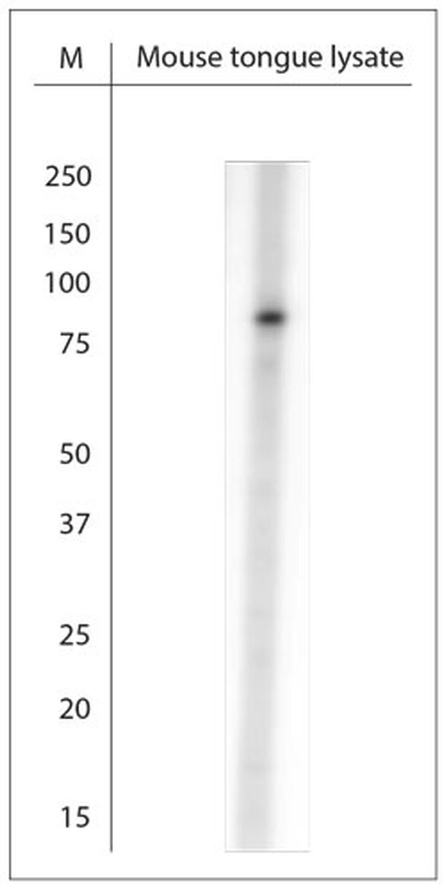 TAS1R3 Antibody in Western Blot (WB)