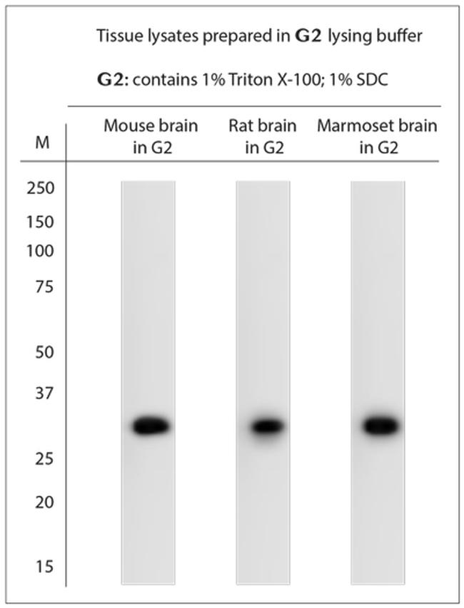 M6PR Antibody in Western Blot (WB)