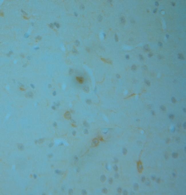 nNOS Antibody in Immunohistochemistry (Paraffin) (IHC (P))