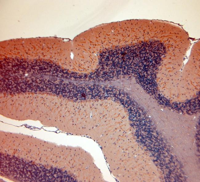 NMDAR1 Antibody in Immunohistochemistry (Paraffin) (IHC (P))