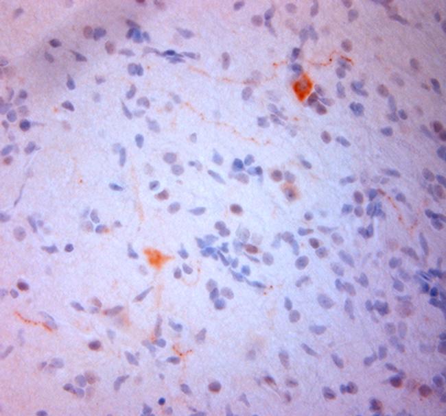 NPY Antibody in Immunohistochemistry (Paraffin) (IHC (P))