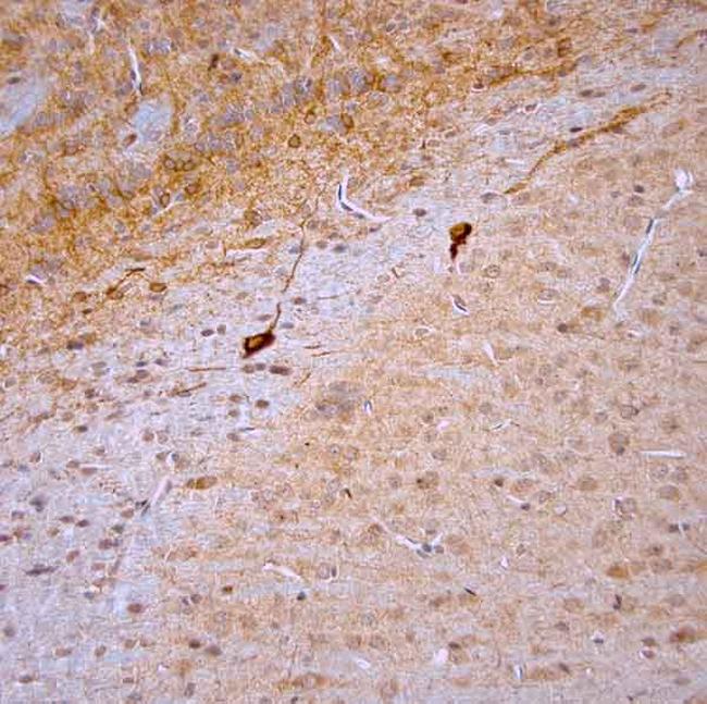 nNOS Antibody in Immunohistochemistry (Paraffin) (IHC (P))