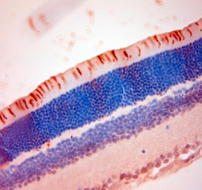 S Opsin Antibody in Immunohistochemistry (Paraffin) (IHC (P))