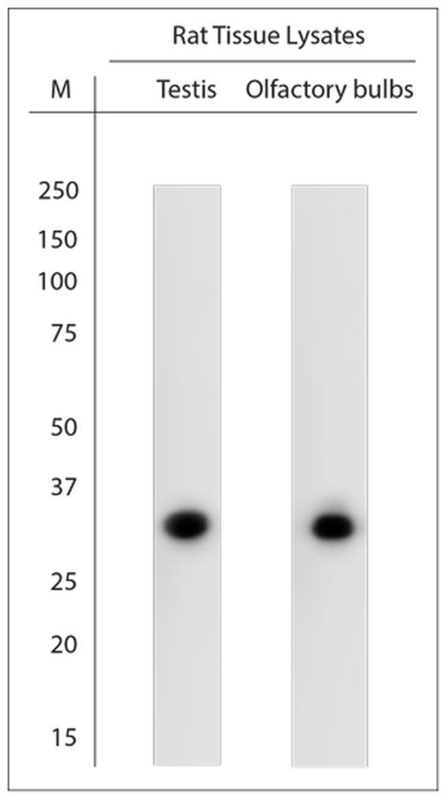 Olr98, Olr101, Olr103, Olr115 Antibody in Western Blot (WB)