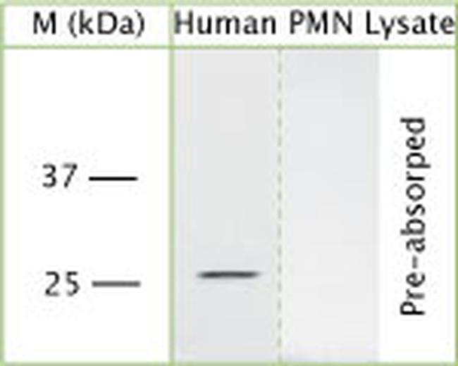 Pr3 Antibody in Western Blot (WB)