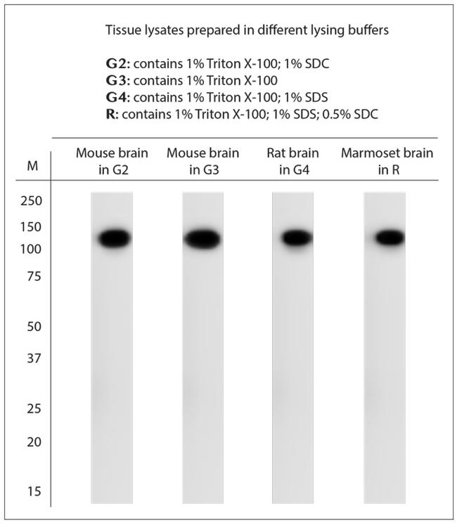 KCNMA1 Antibody in Western Blot (WB)