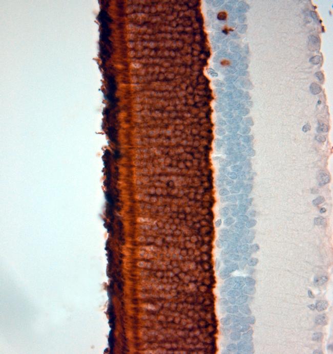 Rhodopsin Antibody in Immunohistochemistry (Paraffin) (IHC (P))