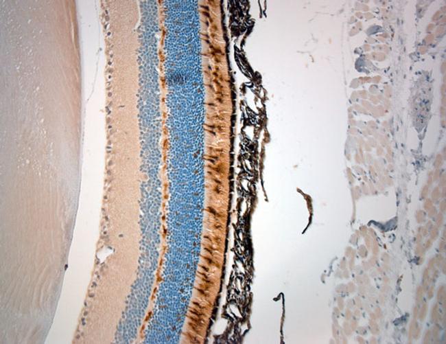 M Opsin Antibody in Immunohistochemistry (Paraffin) (IHC (P))