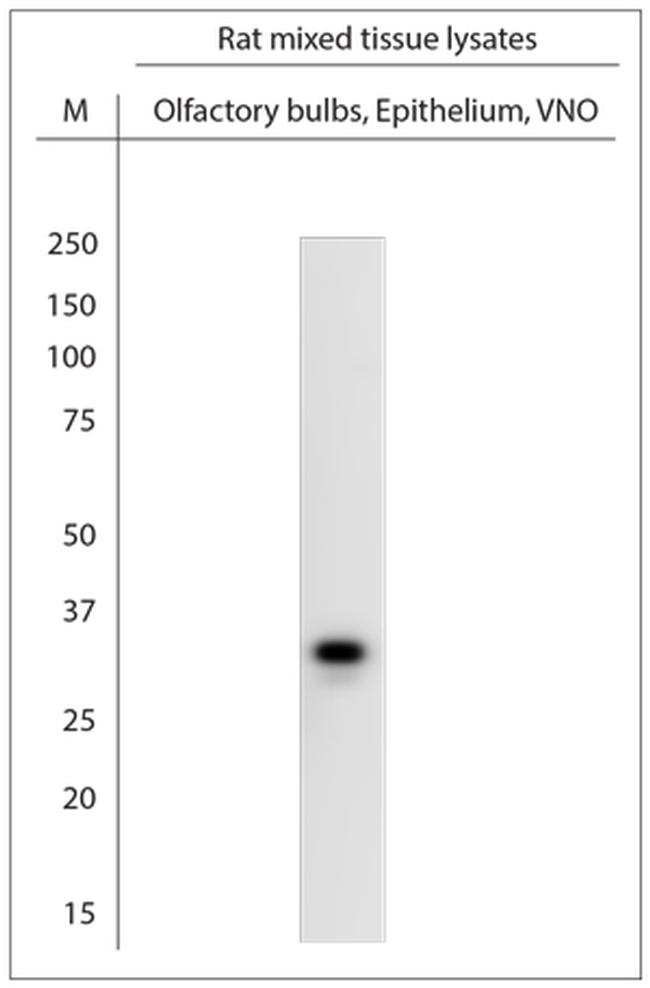 VN1A1, V1A13, V1A14 Antibody in Western Blot (WB)