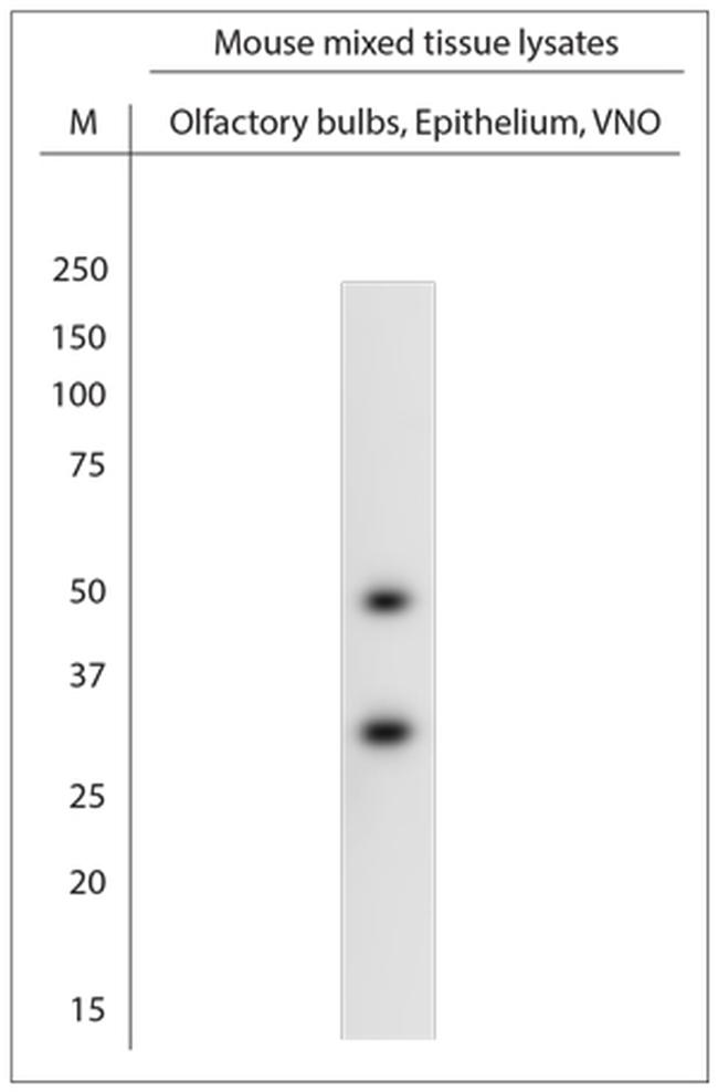 VN1B3 Antibody in Western Blot (WB)