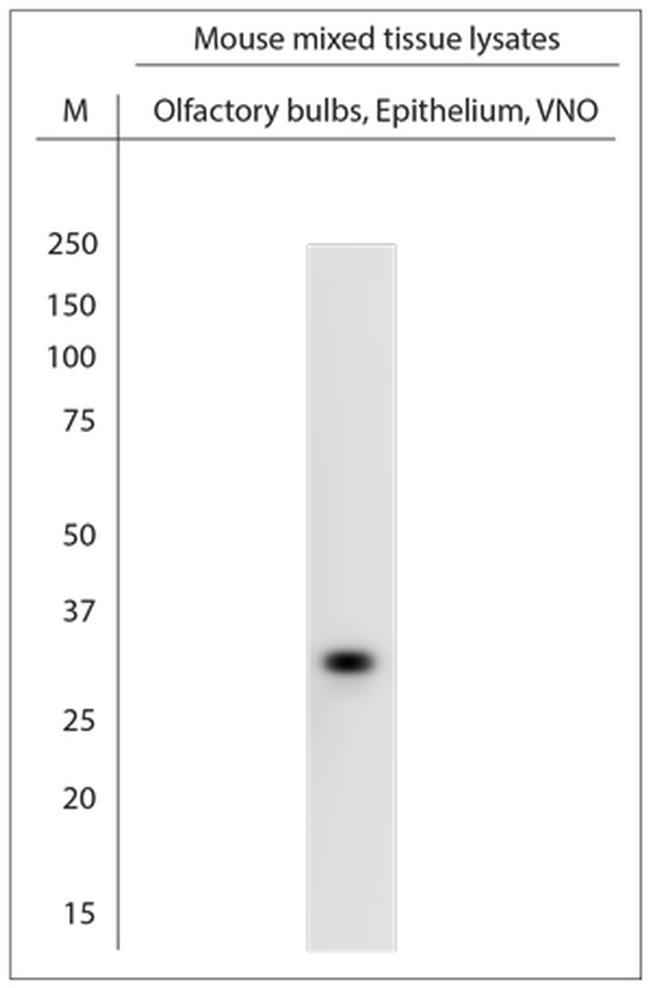 VN1B2, VN1B4 Antibody in Western Blot (WB)