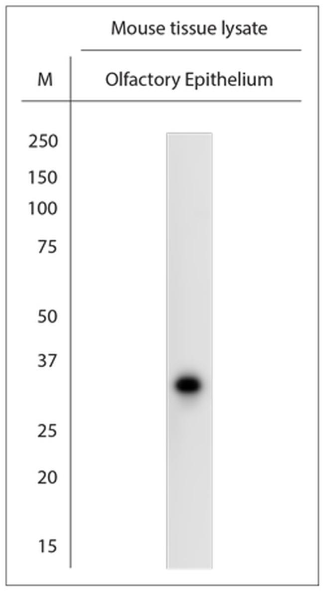 Olfr24 Antibody in Western Blot (WB)